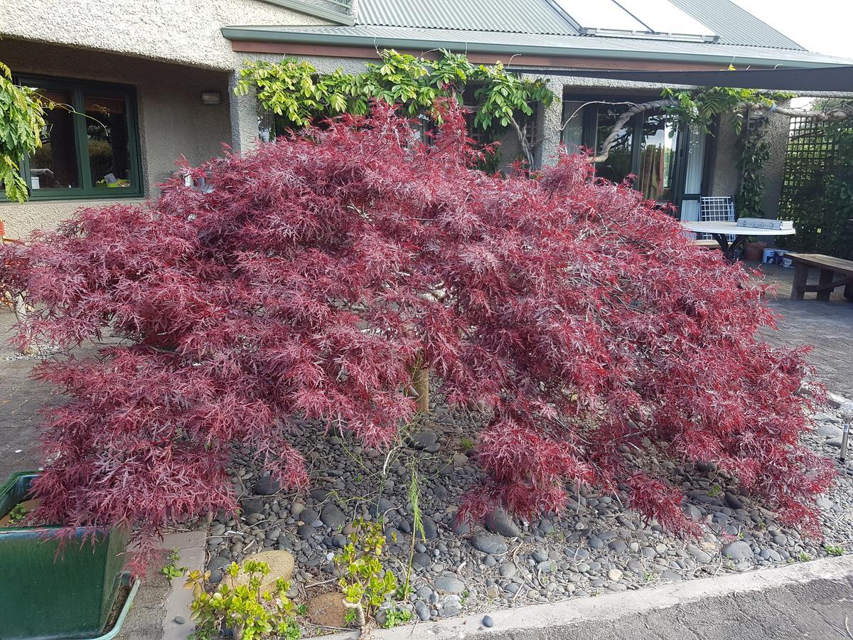 Highgate Bed And Breakfast & Garden Pirongia Dış mekan fotoğraf