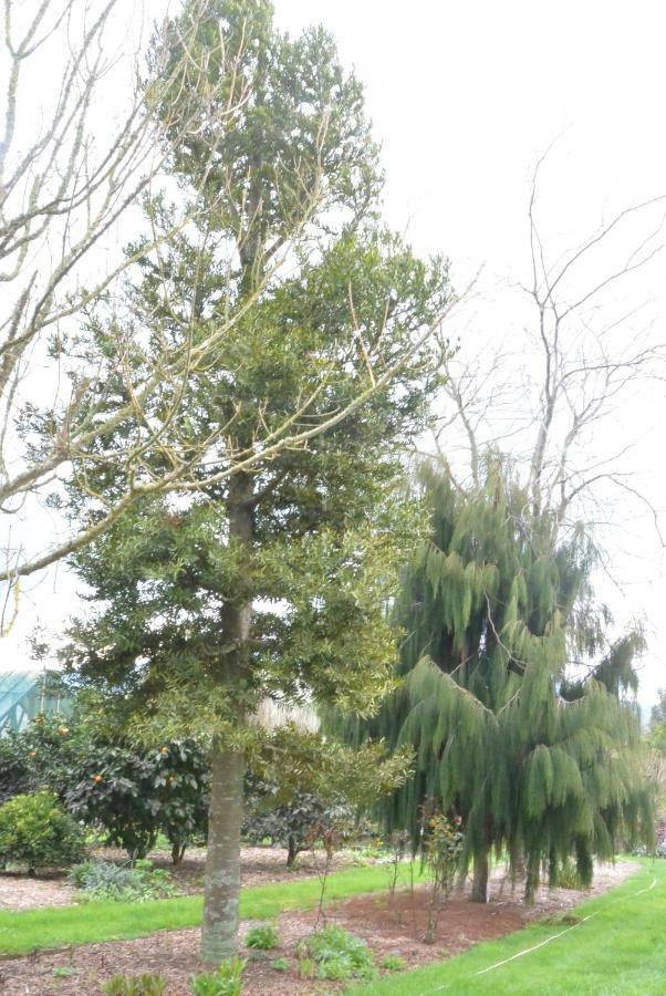 Highgate Bed And Breakfast & Garden Pirongia Dış mekan fotoğraf